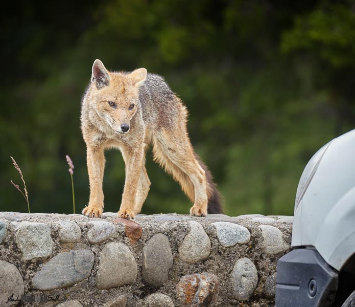 Patagonian Fox on Wall Argentina