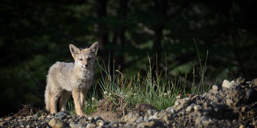 Patagonian Fox Cub