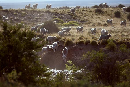 Sheep Contra Jour Patagonia