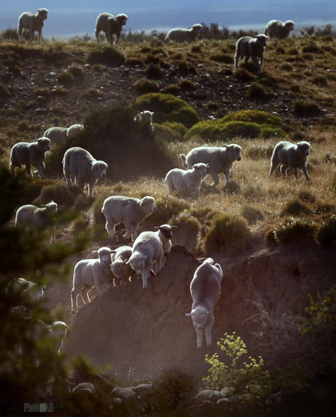 Sheep contra jour