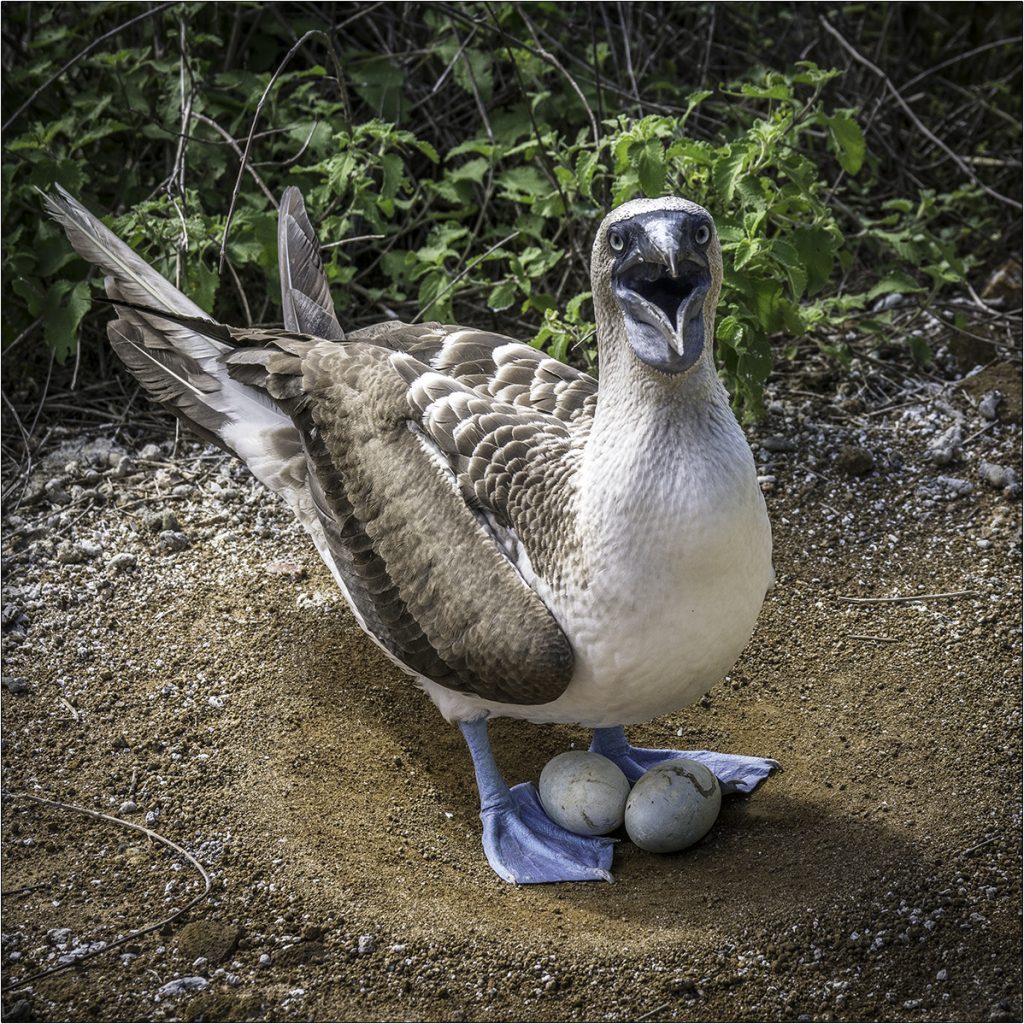 Blue Footed Booby with Eggs Ten Thousand Hours Photography Blue Footed Booby with Eggs Ten Thousand Hours Photography