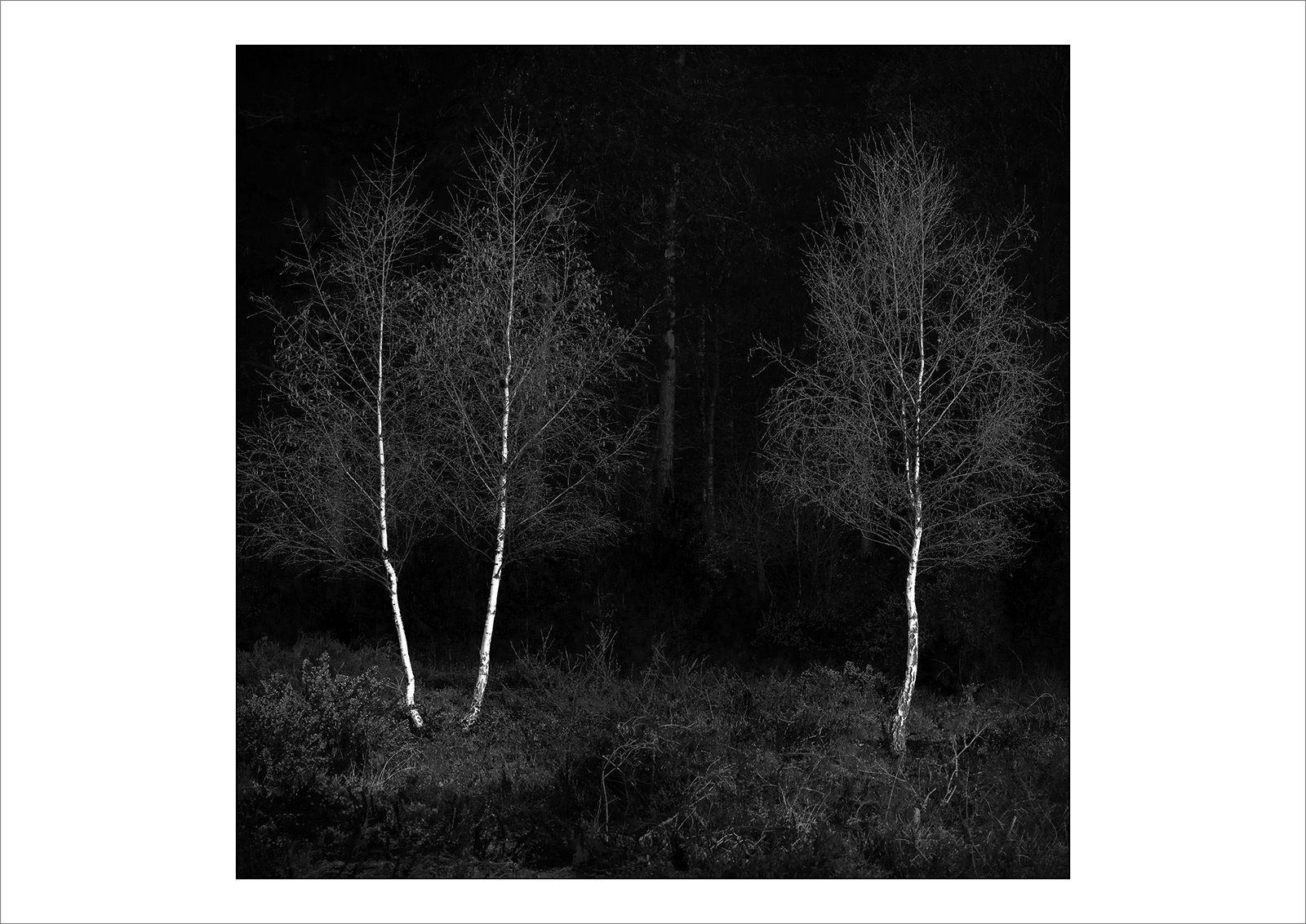 Silver Birch First Light Stoke Common