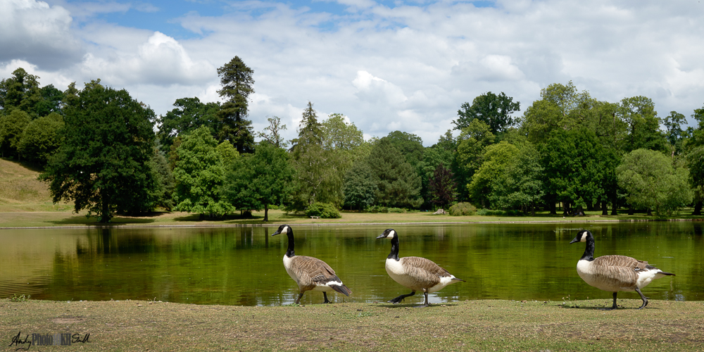 Casual shooting at Claremont Gardens, photography apprenticeship through 10,000 hours deliberate practice