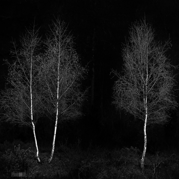 Three Silver Birch in Stoke Common
