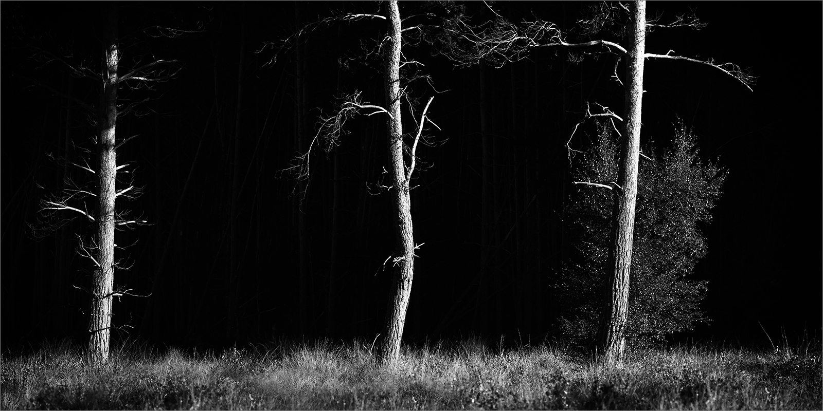 Three Tree Stoke Common