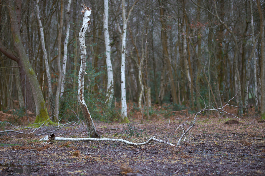 Woodland landscape photography apprenticeship 10,000 hours deliberate practice