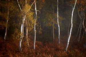 Silver Birch in Mist - Stoke Common