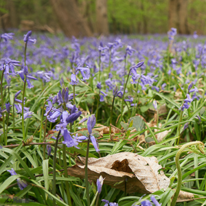 Bluebells and Leaf