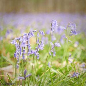 Ethereal Bluebells