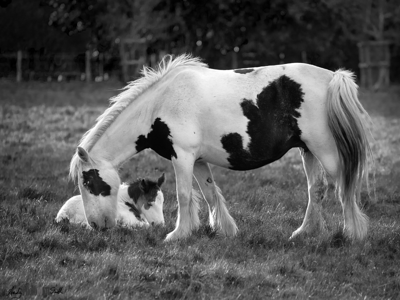 Protective Mother and Foal