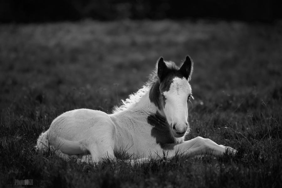 Week Old Foal