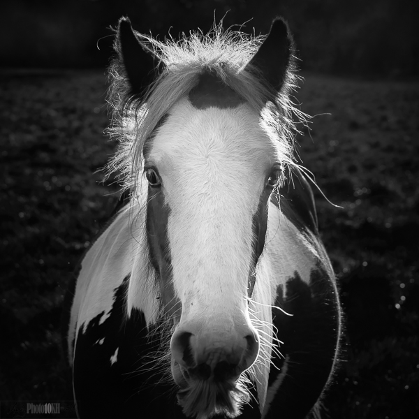 Equine Hello