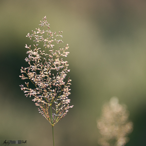 Natural jewel - nature's abstract art