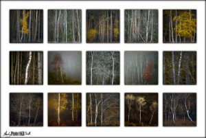 Trees of Stoke Common Successful RPS Associate Panel Landscape Photography