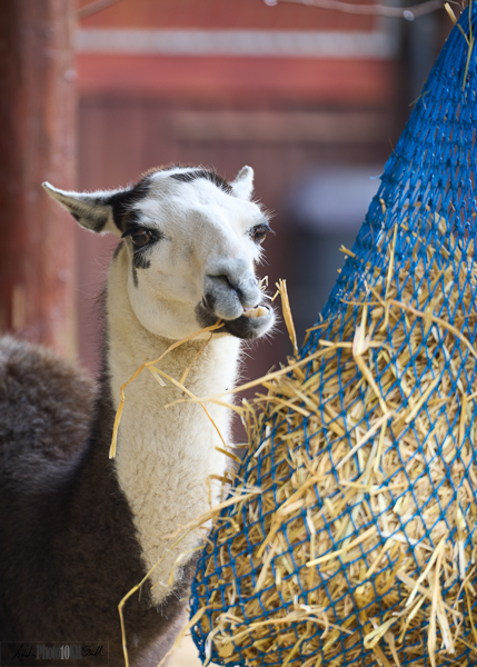 Llama Eating