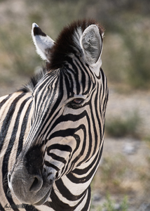 Namibian Zebra