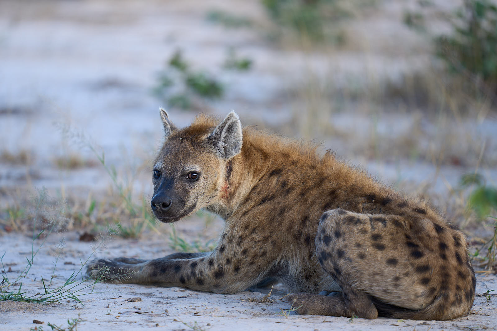 Backward looking Hyena