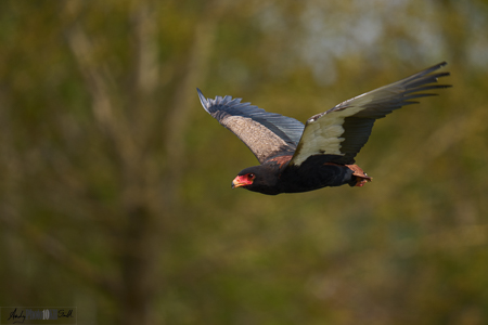 10,000 hours deliberate practice mastering fine art photography of birds