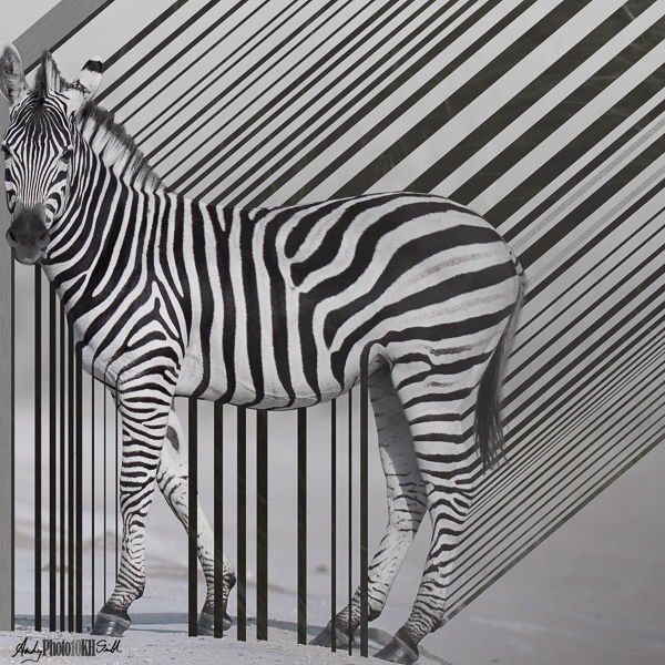 Abstract Zebra Stripes